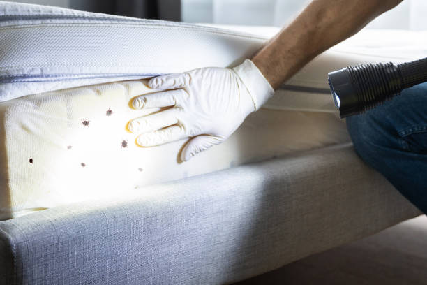 Best Pest Control Treatment  in Bowleys Quarters, MD