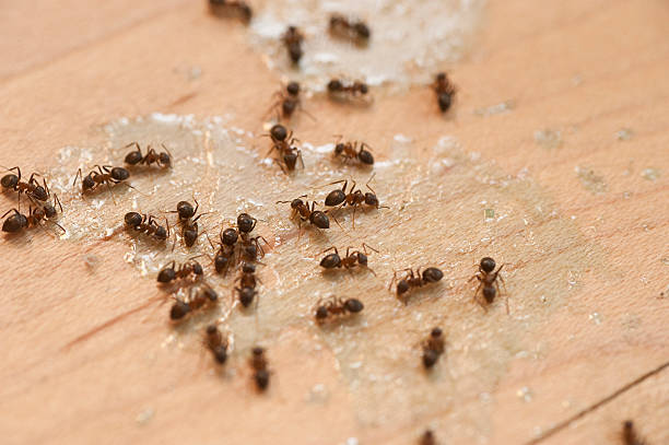 Best Spider Control Near Me  in Bowleys Quarters, MD